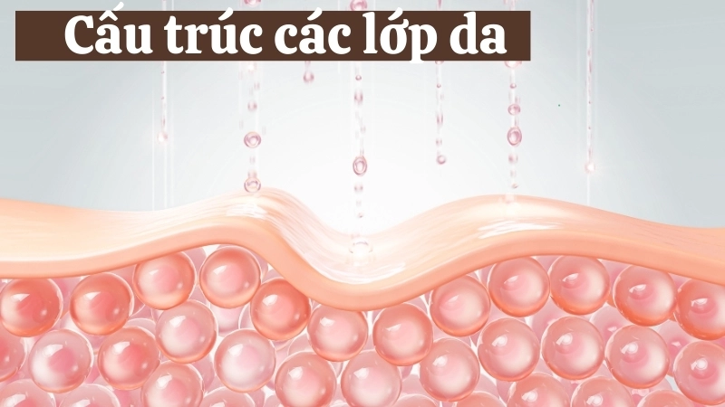  Cấu trúc các lớp da và ảnh hưởng của nhiệt độ lên chúng