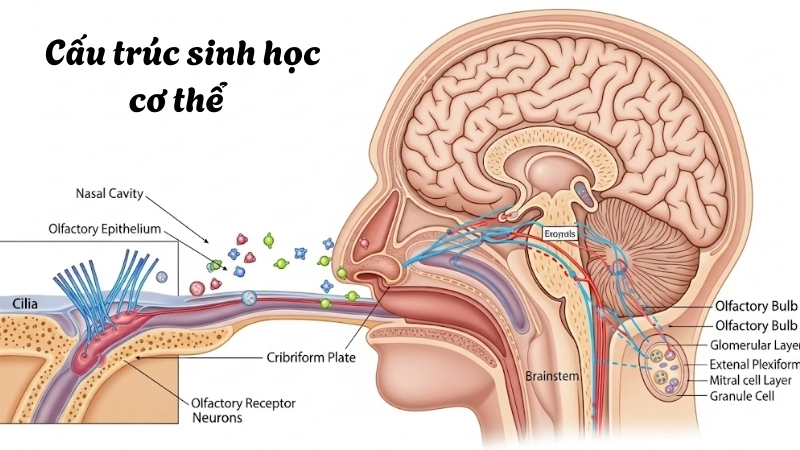  Cấu trúc sinh học cơ thể cho thấy lưỡi và mũi liên kết chặt chẽ
