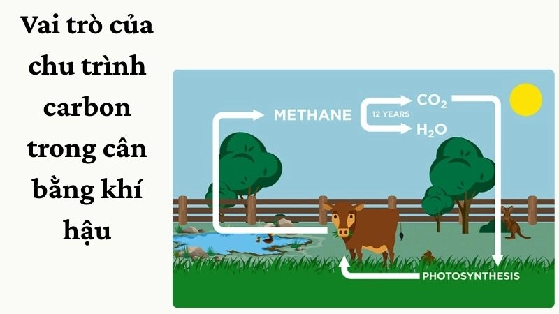 Vai trò của chu trình carbon trong cân bằng khí hậu