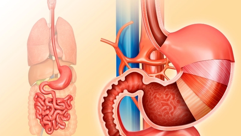  Cơ chế hoạt động của axit dạ dày trong quá trình tiêu hóa thức ăn