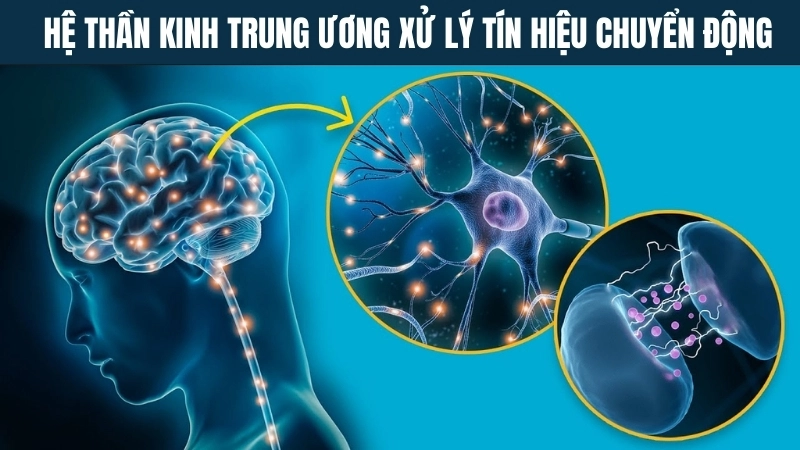  Hệ thần kinh trung ương xử lý tín hiệu chuyển động từ các giác quan