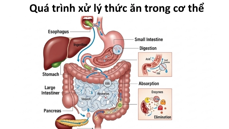  Hệ tiêu hóa và quá trình xử lý thức ăn trong cơ thể