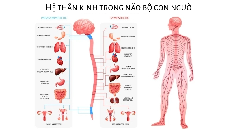  Hoạt động phức tạp của hệ thần kinh trong não bộ con người