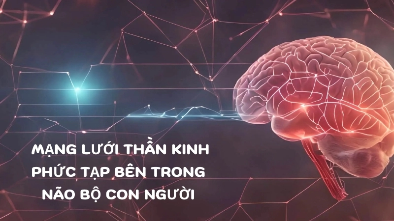  Mạng lưới thần kinh phức tạp bên trong não bộ con người