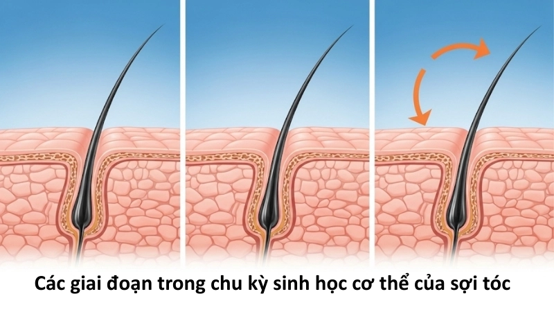 Vì sao chúng ta có thể bị rụng tóc? Cơ chế rụng tóc