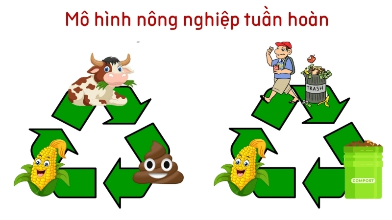 Mô hình nông nghiệp tuần hoàn biến phụ phẩm thành tài nguyên quý giá