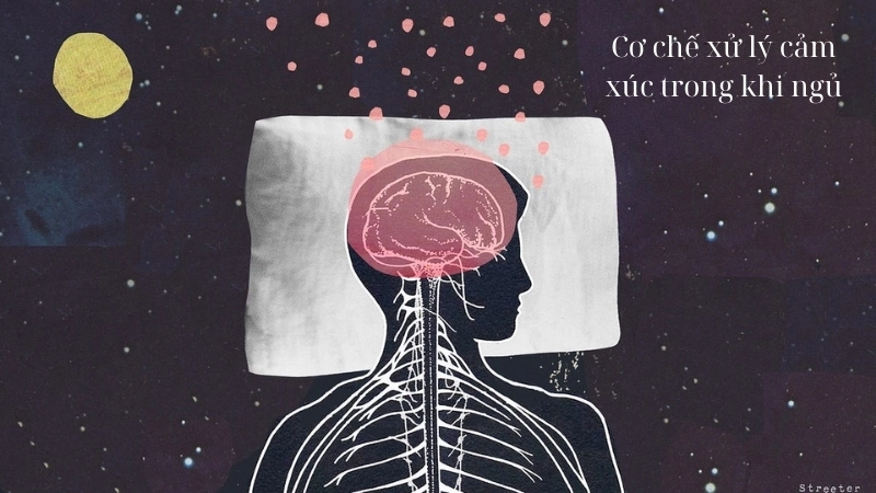  Sinh học cơ thể và cơ chế xử lý cảm xúc trong khi ngủ