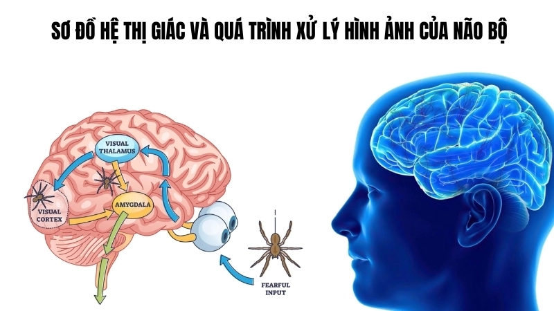  Sơ đồ hệ thị giác và quá trình xử lý hình ảnh của não bộ