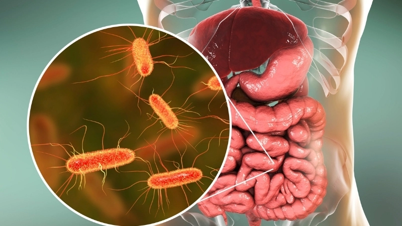 Vi khuẩn đường ruột có lợi cho quá trình sinh học cơ thể