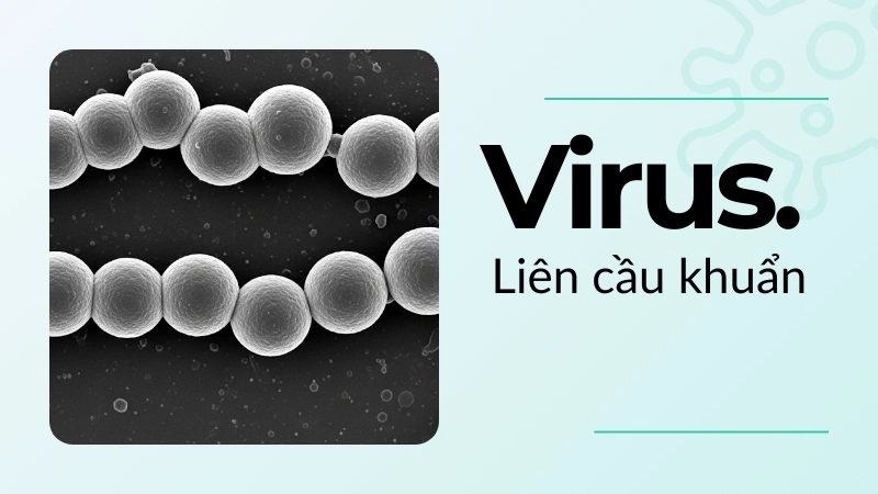 Vi khuẩn liên cầu khuẩn quan sát dưới kính hiển vi