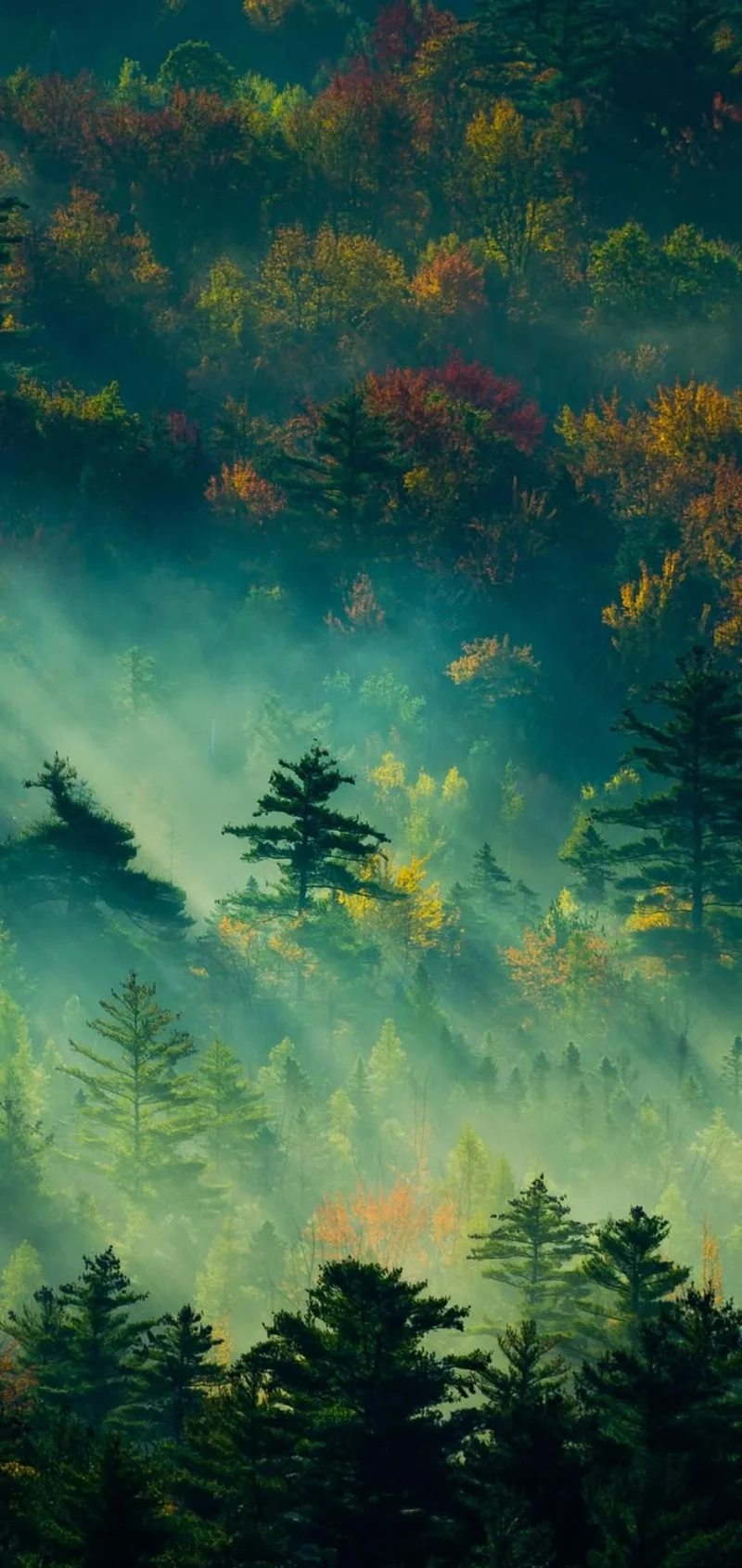 Bình yên mỗi ngày nhờ hình nền thiên nhiên đẹp cho iphone