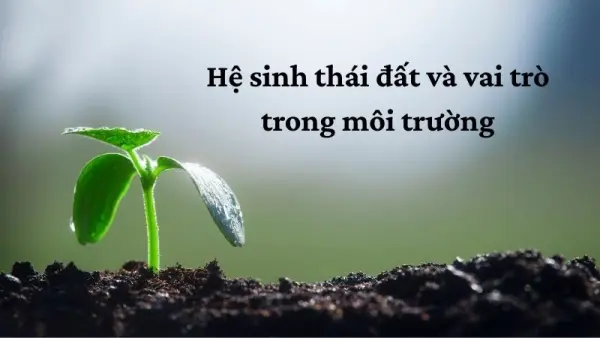 Tầm quan trọng của hệ sinh thái đất trong bảo vệ Trái Đất