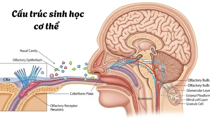 Vì sao chúng ta có thể nhận ra vị - Cách não hoạt động