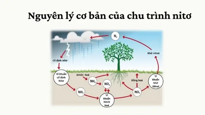 Giải thích chu trình nitơ theo nghiên cứu khoa học Trái Đất