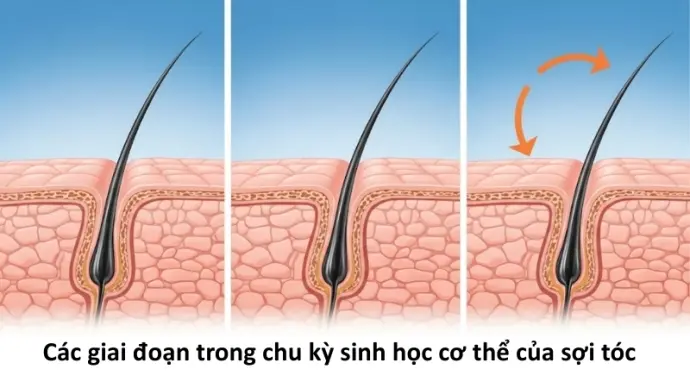 Vì sao chúng ta có thể bị rụng tóc? Cơ chế rụng tóc