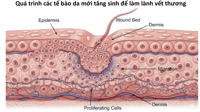 Vì sao chúng ta có thể bị trầy da khi va quệt?