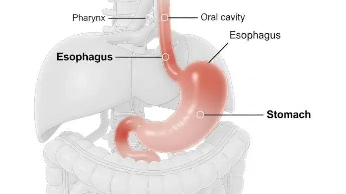 Vì sao bị ợ nóng? Hiểu đúng để không còn nóng rát