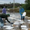 Dầu tràn oil spill: Nguyên nhân, tác động và giải pháp ứng phó