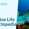 Khám Phá Thế Giới Sinh Vật Biển (Marine Life): Đa Dạng, Kỳ Thú Và Quan Trọng