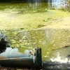 Phú dưỡng là gì? Nguyên nhân, tác hại và giải pháp kiểm soát hiệu quả