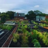 Tận dụng Mái nhà xanh (Green Roofs) để Tối ưu Hóa Môi trường Đô thị