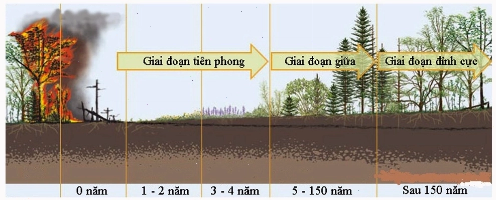 Ảnh hưởng của con người đến diễn thế sinh thái