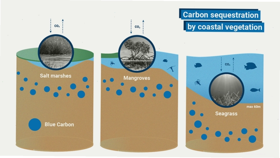 Biểu đồ minh họa quá trình cô lập carbon trong trầm tích đại dương