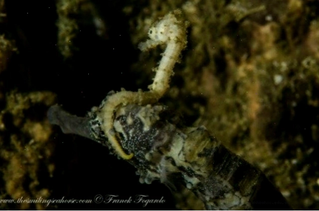 Cá ngựa bố cẩn thận mang theo đàn con, một hình ảnh cảm động về marine life