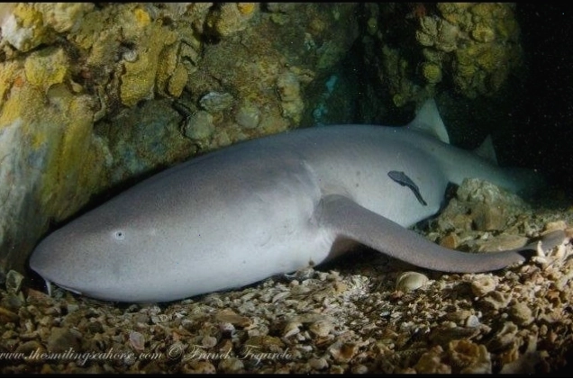 Cá nhám voi đang kiếm ăn ở vùng nước nông, một cảnh tượng quen thuộc của marine life