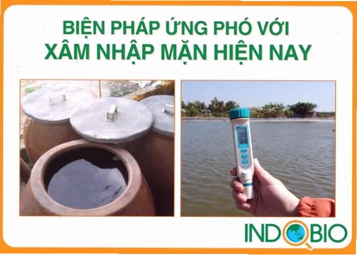 Các giải pháp ứng phó với xâm nhập mặn đang được triển khai