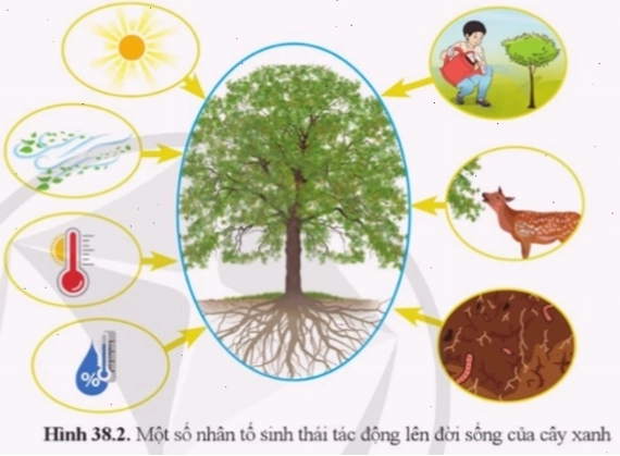 Các nhân tố vật lý và hóa học của môi trường tác động đến sự sinh trưởng và phát triển của cây