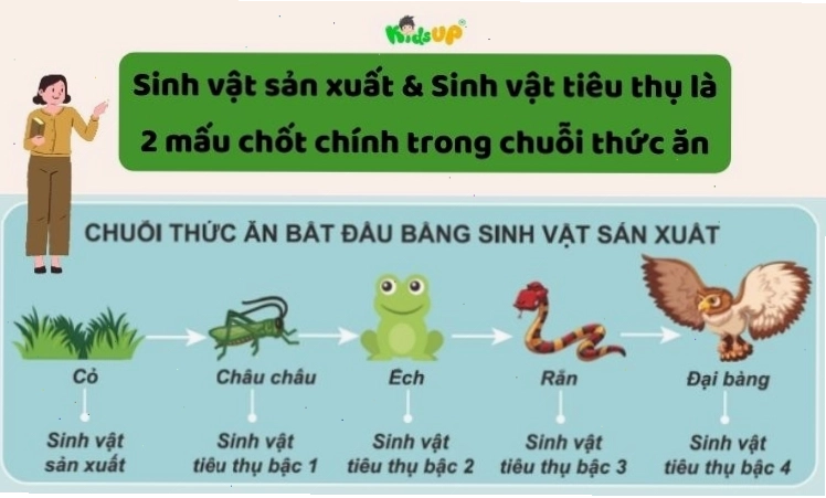 Các thành phần chính trong một chuỗi thức ăn đơn giản