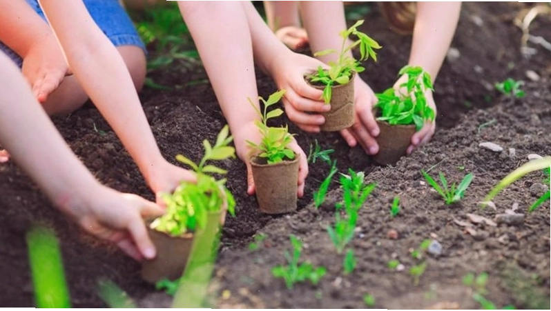Cần tăng diện tích cây xanh để hấp thụ CO2 và sản xuất oxy cho Trái Đất