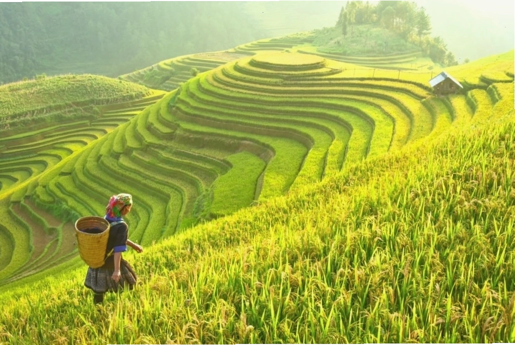 Cảnh quan thiên nhiên tươi đẹp với sông nước và cây cỏ