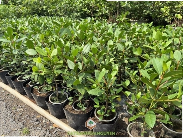 Cây bần ổi con trong bầu đất