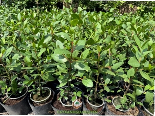 Cây bần ổi xanh tốt với nhiều quả