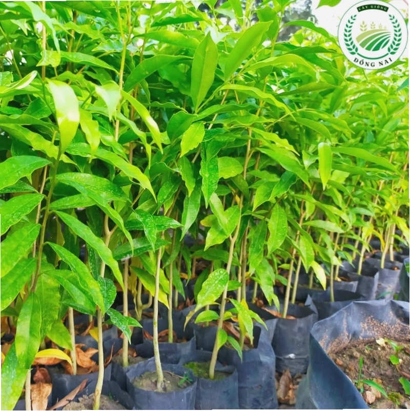 Cây Đỗ Mai Trầm Hương có giá trị kinh tế cao