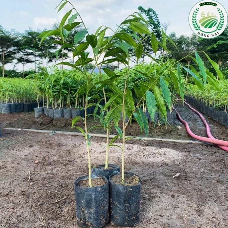 Cây Đỗ Mai Trầm Hương thu hoạch nhanh và giá tốt