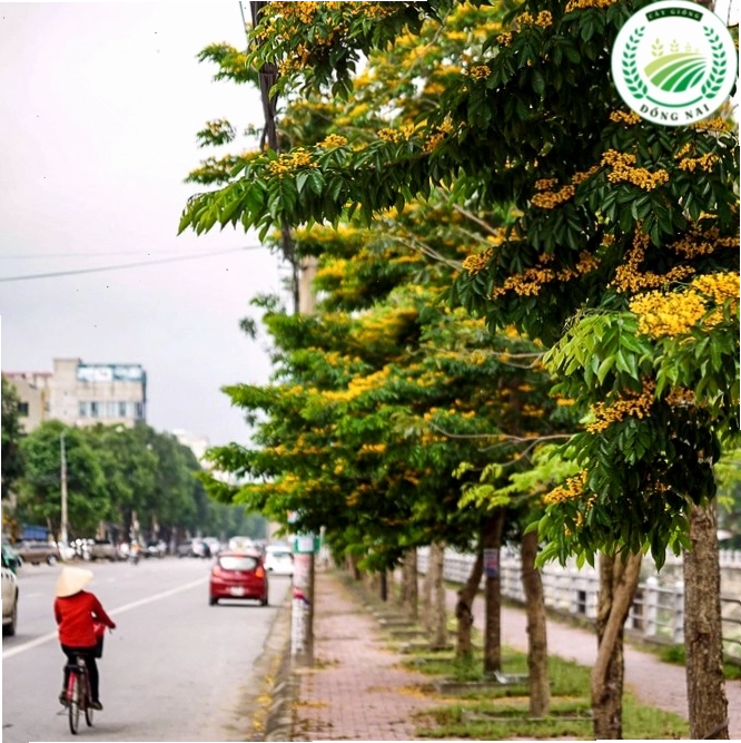 Cây Giáng Hương công trình với tán lá rộng và hoa đẹp