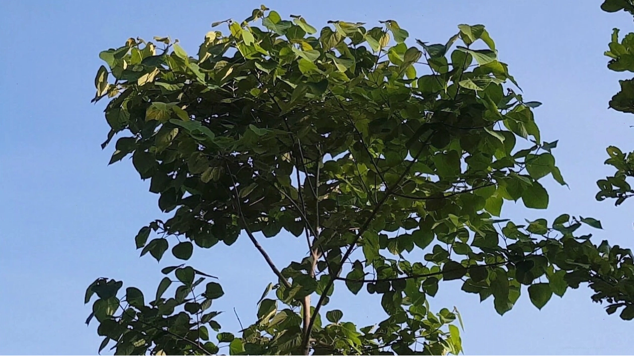 Cây Lợi Thọ giống
