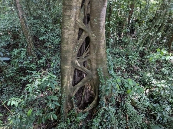 Cây sung siết cổ trong rừng mưa nhiệt đới ở Borneo
