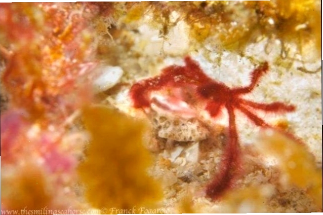 Cua nhện với đôi chân dài, một loài marine life có khả năng ngụy trang tài tình