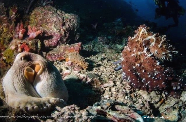 Đàn bạch tuộc dưới đáy biển, minh họa sự phong phú của các loài marine life