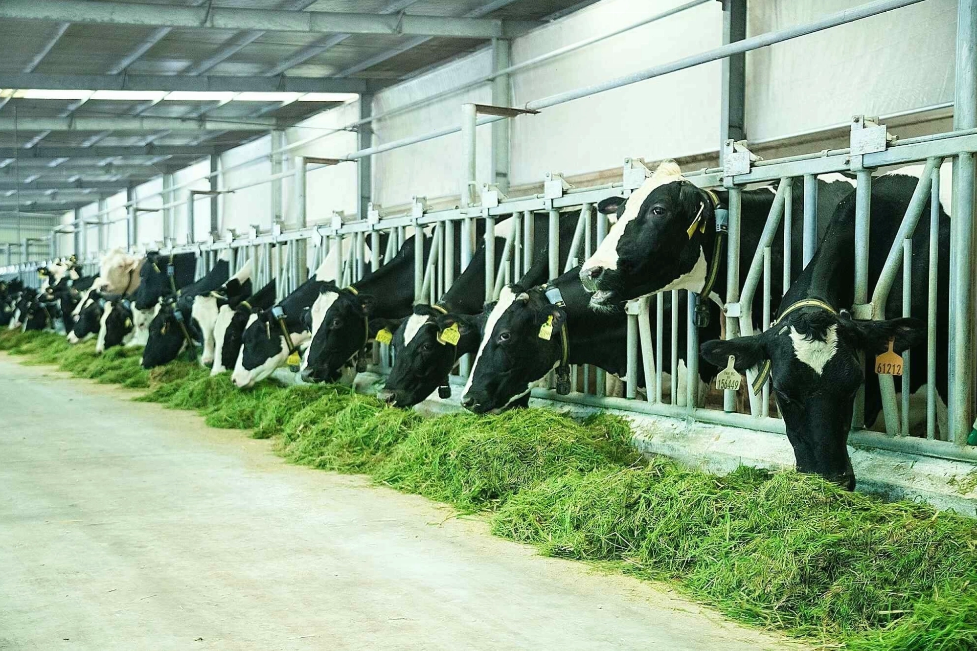 Giảm phát thải khí metan trong chăn nuôi là một giải pháp ứng phó với băng tan