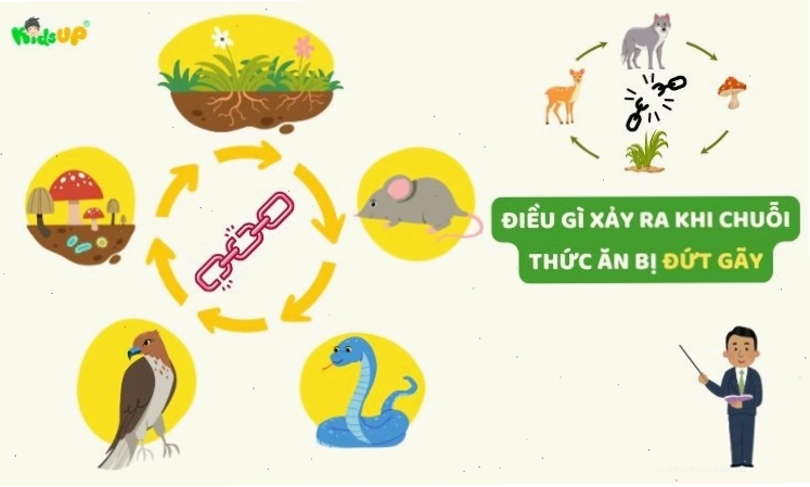Hậu quả nghiêm trọng khi chuỗi thức ăn bị đứt gãy hoặc mất cân bằng