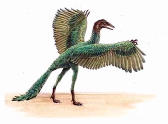 Hình ảnh hóa thạch Archaeopteryx, tổ tiên của loài chim