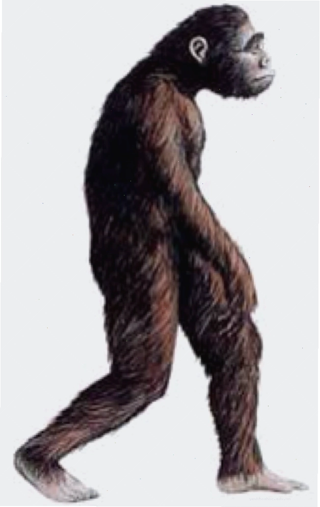 Hình ảnh hóa thạch Australopithecus