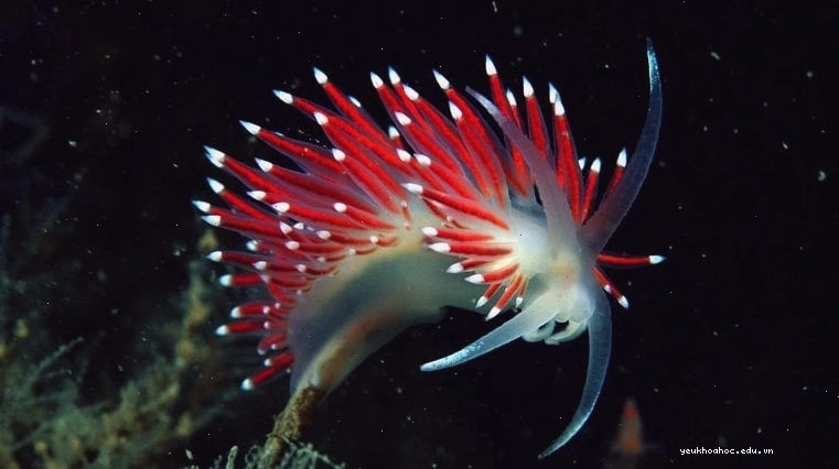 Hình ảnh một loài sên biển kỳ lạ, minh họa cho sự đa dạng của marine life