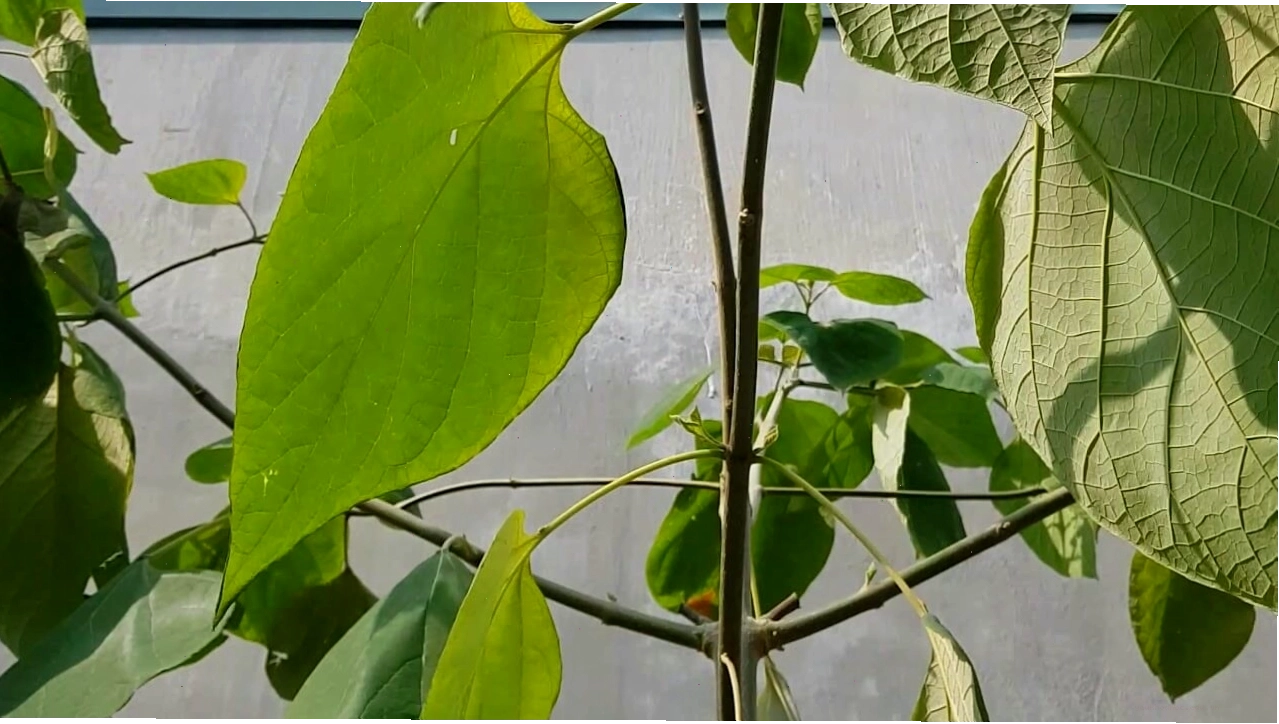 Hình thái cây Lợi Thọ