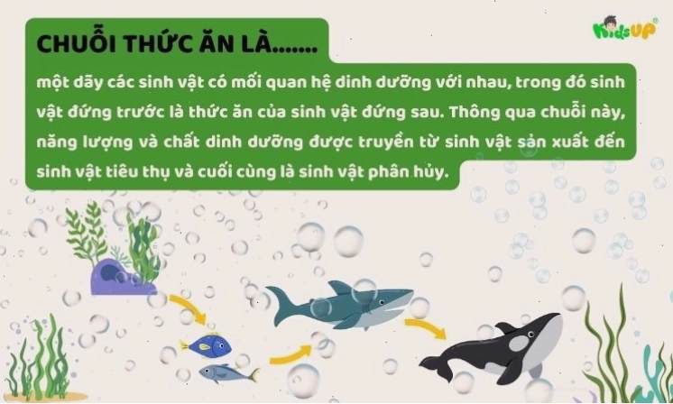 Khái niệm về chuỗi thức ăn mô tả sự truyền năng lượng trong hệ sinh thái